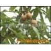 娑羅果提取物Horse Chestnut P.E.